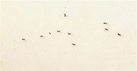 房間突然很多螞蟻 鳥飛不出去